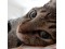 viragon</a>����