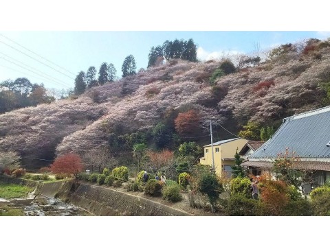 すみれっこラブさんが投稿したツーリング情報