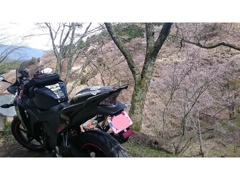 ＲＡＥＬさんが投稿したツーリング情報