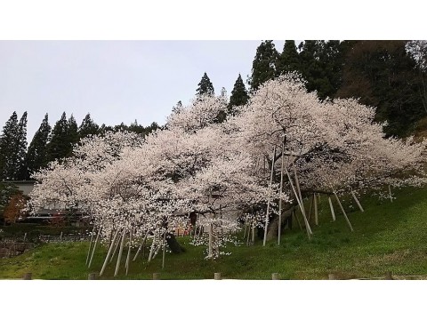 すみれっこラブさんが投稿したツーリング情報