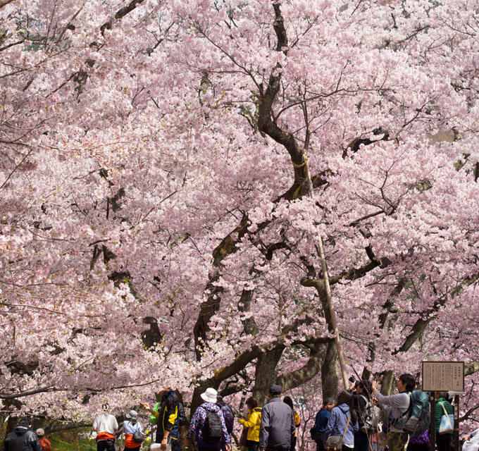 桜モリモリ！