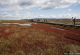 能取湖のサンゴ草（北海道）