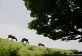 都井岬（宮崎県）