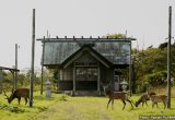 落石神社の野生鹿（北海道）