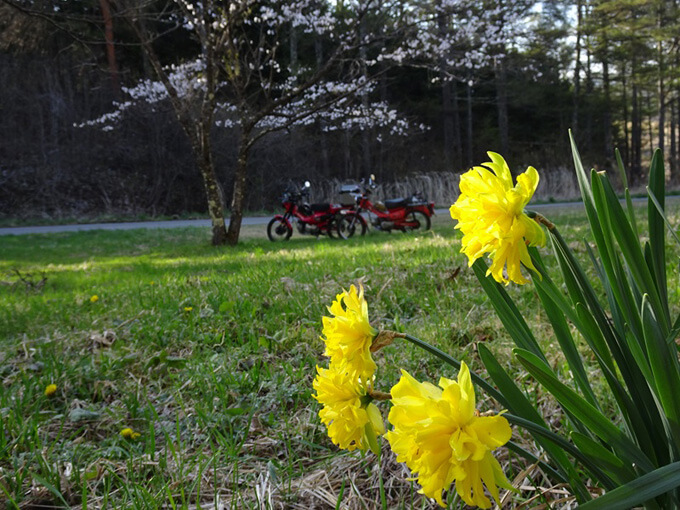 ゆるカブ第二百十一回「春に恋してカブで花めぐり」04画像
