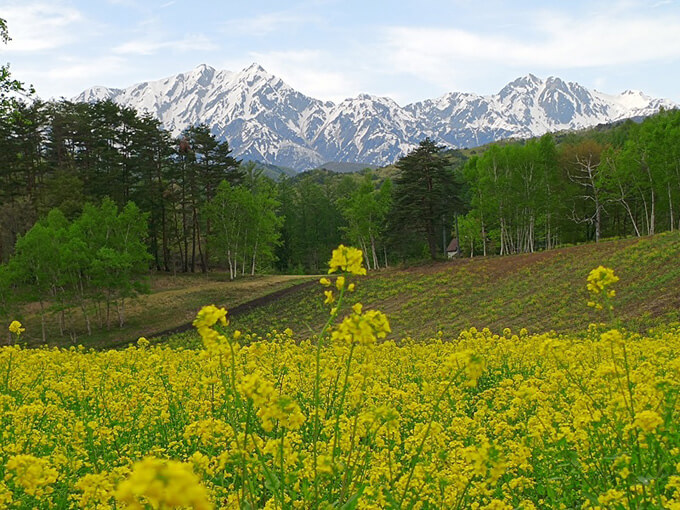 ゆるカブ第二百十一回「春に恋してカブで花めぐり」06画像