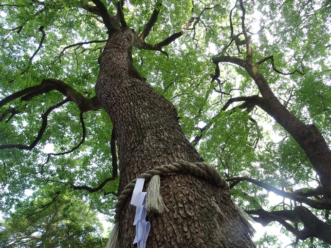 ゆるカブ第百五十二回「カブで寄り道、大宮八幡宮の”笹の輪くぐり”」06画像