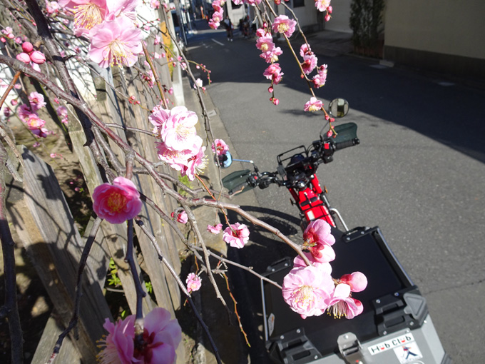 ゆるカブ第百七十回「春だよ、梅の花香る亀戸天神へ」03画像