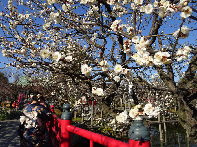 ゆるカブ第百七十回「春だよ、梅の花香る亀戸天神へ」04画像