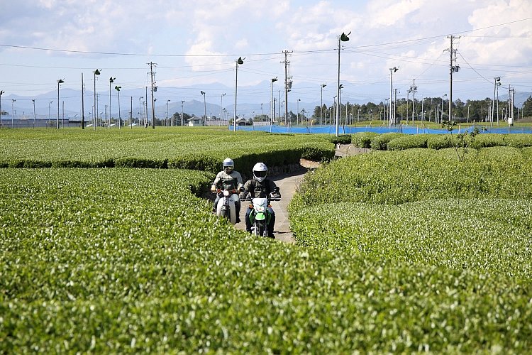 お茶畑の間のこんな道も、原付なら気軽に入って行けます。もちろん、農家の人の邪魔にならないよう気を付けて走ります