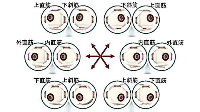 第6回 動体視力を上げる コラム 医学でコーナリングを極める バイクブロス