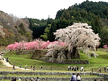 又兵衛桜は2000年のＮＨＫ大河ドラマのオープニングシーンで映されてから、大勢の観光客がくるようになりました。昔は「本郷の桜」といわれていたものを観光用に今の名前になり、周辺が整備されました。