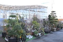 小さなポットに入った苗から大きな植木まで並び、植木鉢など園芸に必要なあらゆるものが揃う。道の駅の中にある園芸店というより、園芸店の中に道の駅が入っている。