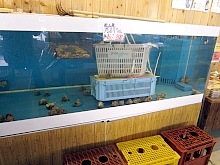 販売する魚貝類の水槽ですが、魚はいなくてサザエがいました。買って帰えれば自宅でつぼ焼きが食べれます。