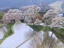 さくら名所100選の三多気の桜は４月中旬から下旬が身頃になります。その時期になると田んぼに水を張ってカメラマンが喜ぶ設定をしてくれます。桜はヤマザクラの古木ばかりです。
