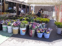 鉢植えの園芸品よりも切花が沢山置いてあり、これを買い求めてくるお客さんが多かったです。