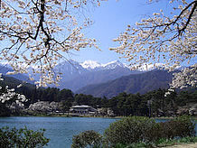 道の駅から西へ山に向かって2.6km進むと千人塚公園があります。４月下旬には公園周囲の桜と雪を抱いた中央アルプスが見えて、花の里にふさわしい所です。
