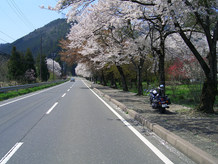 県道40号は道の駅近くでは桜並木が続いており、思わず立ち止まって眺めてしまいます。この写真は4月15日に撮ったもので、やや落花が始まっています。