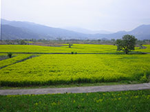 道の駅の前を流れる千曲川の河川敷では、4月～5月にかけて絨毯状の菜の花が見れます。近くにある菜の花公園に負けないぐらいのお花畑になります。