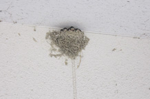 田んぼに囲まれた所にあるため、建物の外壁にツバメが巣を作っていました。糞を落とすので嫌われている場合もあるのですが、家が繁盛するといって大切にする風習があります。