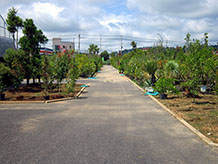 緑花木市場では庭木や花木のほかに盆栽・山野草まで販売されています。