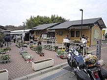 駐車場から物産販売建物までの通路は園芸植物や花木の販売で占められています。午後になるとこれらの中で、さらに安く販売されている物がでます。