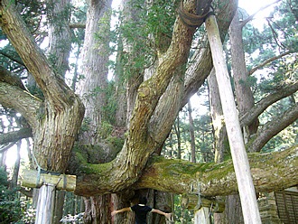樹齢1200年の八幡神社の大杉。四方に枝を伸ばしています。