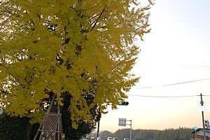 篠山市内、国道372号沿いにある、大きな銀杏の木。晩秋の頃には萌黄から見事な黄色へと変化する。しかしながら、脇見運転は禁物です。