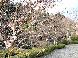 當麻寺奥の院で冬に咲いていた桜を発見。冬に桜の花を見ると、早く春がこないかなと思いました。