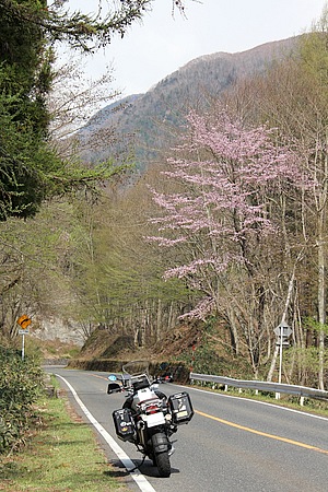 片品村は、まさに春真っ盛り。桜満開、チューリップ、ムスカリ、芝桜、水仙、春花が咲き誇っていました。