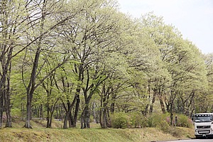 日光宇都宮道路は、この時期だと新緑のトンネルを走るような箇所がたくさんあります。思い切りフレッシュな樹々の香りを吸い込んで走ることができます。これぞ新緑ツーリングの醍醐味と言えますね。