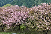 妙義山周辺は桜の名所のようです。2012年５月12日には、八重桜がほぼ満開でした。新緑は滴るばかりの美しさ。