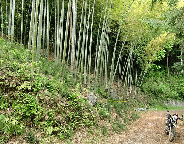 入口のゲート先にある「閉める事」の看板にしたがい、「林道風巻入線」に入る。竹林を過ぎると、「林道石原沖線」の分岐がある。ここから先は、土のピストが薄く見えるほど下草が茂っているが、路面は悪くない