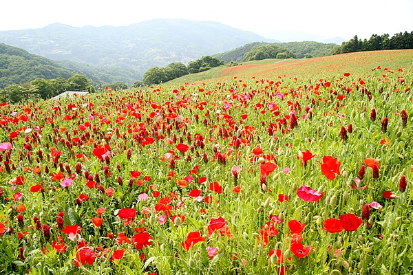 秩父高原牧場内にあるポピー畑。見頃は5月から6月上旬で、1000万本の真っ赤なポピーが斜面に咲きほこる。牧場内とは言え、道沿いに広がる鮮やかなポピーと山々の絶景を楽しめる