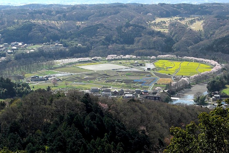 標高305mの日和田山から眺めるとよくわかるが、地形が巾着に似ていることから巾着田という。高麗川が大きく湾曲した流れを利用して米を作っている。春の桜と菜の花、そして日本一といわれる秋の曼珠沙華は本当に見事