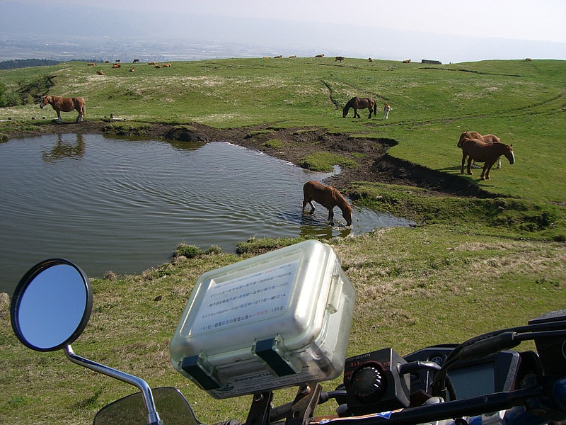 このうえもなく楽しい風景。阿蘇町まで見渡せる草原地帯に茶色のジャージー牛が放牧されている。絞りたての牛乳はコクがあり、またここのソフトクリームはとろけそうに美味しいんです！