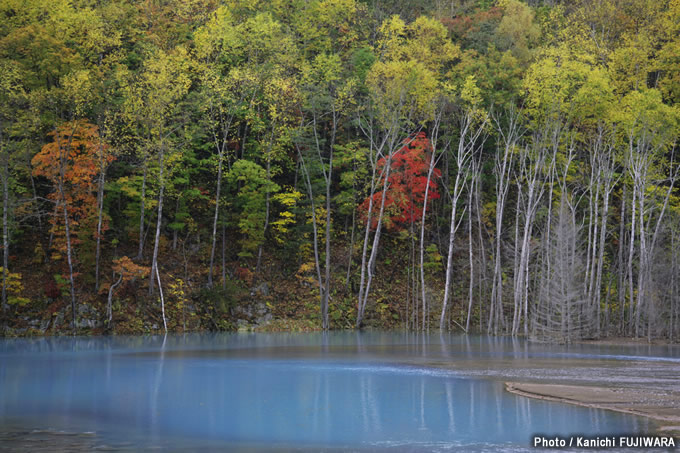 日本の絶景100選 青い池（北海道）の画像