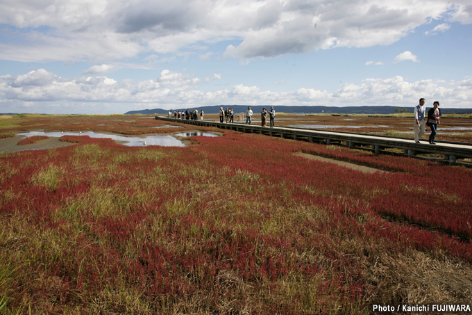 日本の絶景100選 能取湖のサンゴ草（北海道）の画像