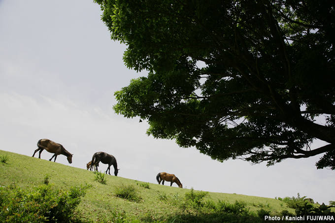 日本の絶景100選 都井岬（宮崎県）の画像