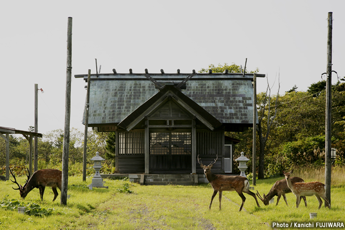 日本の絶景100選 落石神社の野生鹿（北海道）の画像